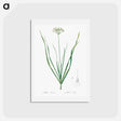 アートポストカード-Allium tartaricum illustration - ピエール ジョゼフ ルドゥーテ Postcard.