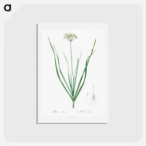アートポストカード-Allium tartaricum illustration - ピエール ジョゼフ ルドゥーテ Postcard.