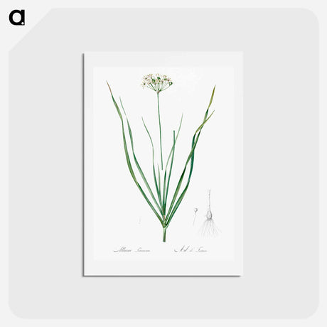 アートポストカード-Allium tartaricum illustration - ピエール ジョゼフ ルドゥーテ Postcard.