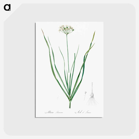アートポストカード-Allium tartaricum illustration - ピエール ジョゼフ ルドゥーテ Postcard.