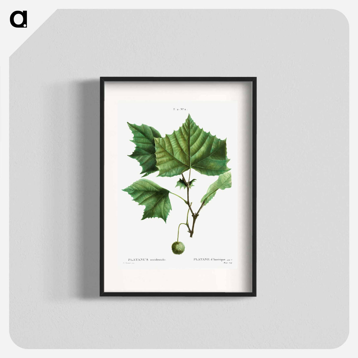 American sycamore - ピエール ジョゼフ ルドゥーテ Poster.