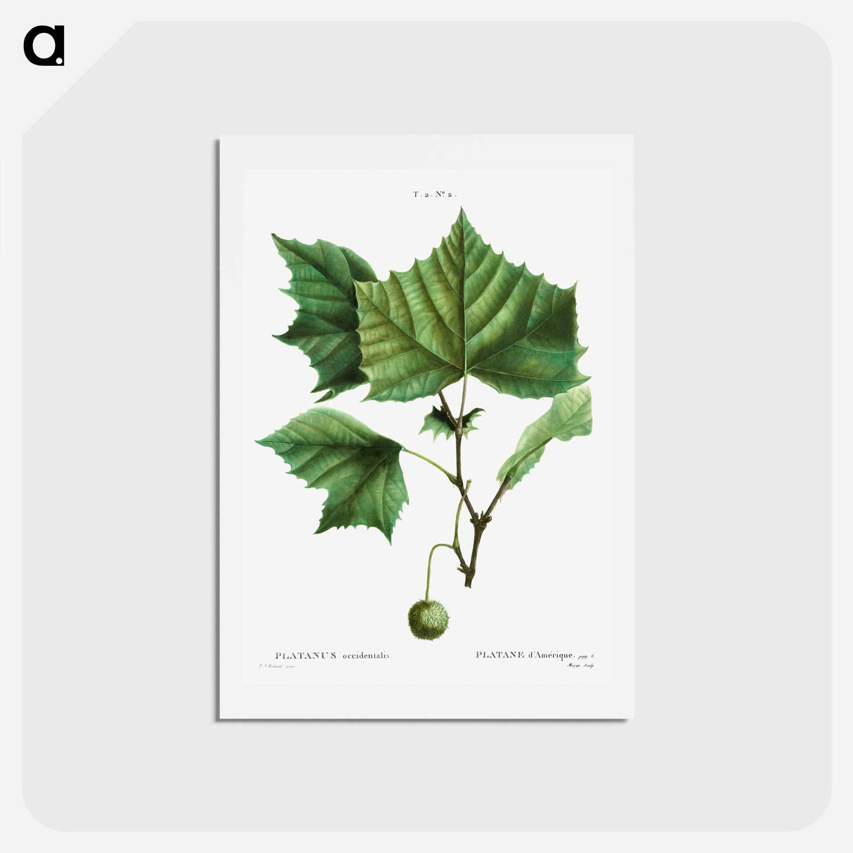 アートポストカード-American sycamore - ピエール ジョゼフ ルドゥーテ Postcard.