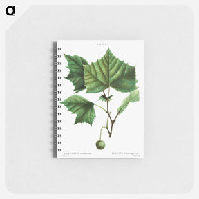 アートメモ帳-American sycamore - ピエール ジョゼフ ルドゥーテ Memo.