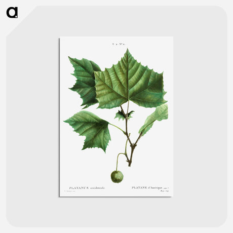 アートポストカード-American sycamore - ピエール ジョゼフ ルドゥーテ Postcard.