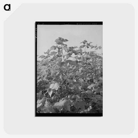 アートポストカード-Cotton in the Fields
 - ラッセル リー Postcard.