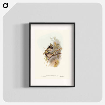 Fasciated Honey-eater
 - ジョン グールド Poster.