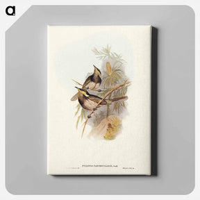 アートパネル-Fasciated Honey-eater
 - ジョン グールド Canvas.