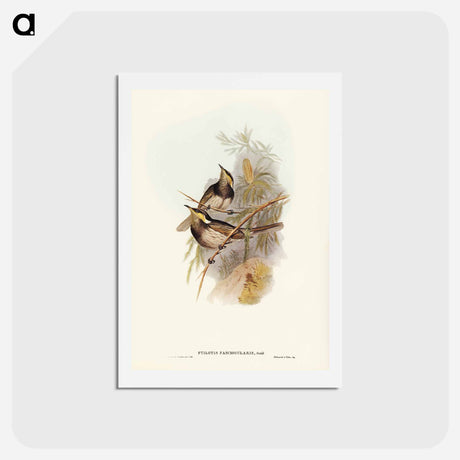 アートポストカード-Fasciated Honey-eater
 - ジョン グールド Postcard.