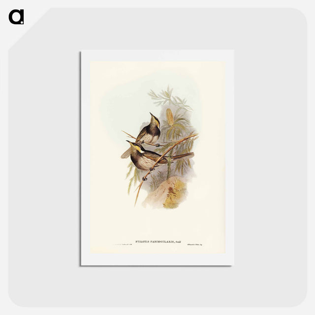 アートポストカード-Fasciated Honey-eater
 - ジョン グールド Postcard.