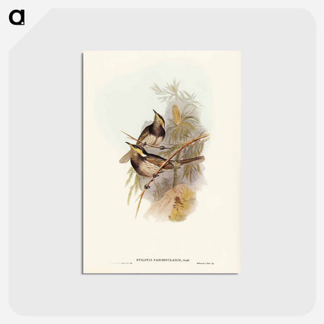 アートポストカード-Fasciated Honey-eater
 - ジョン グールド Postcard.