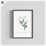 Crassula Cordata (Heart–Leaved Crassula) - Pierre-Joseph Redouté Poster.