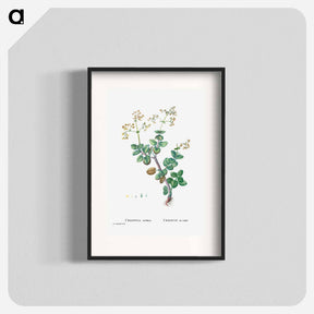 アートポスター-Crassula Cordata (Heart–Leaved Crassula) - ピエール ジョゼフ ルドゥーテ Poster.