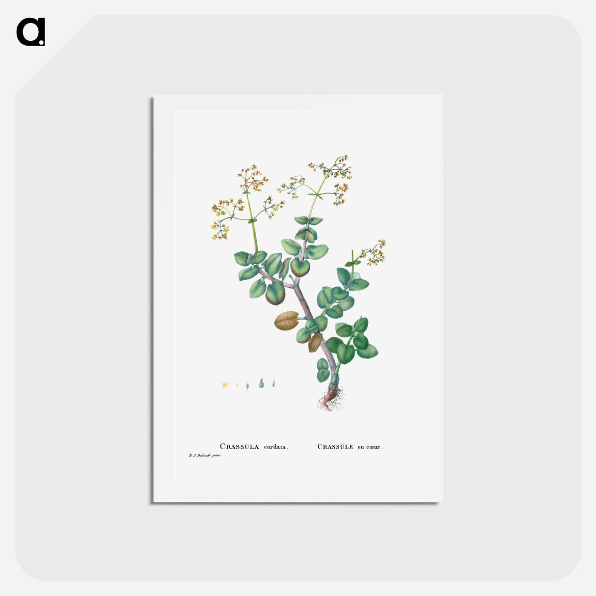 アートポストカード-Crassula Cordata (Heart–Leaved Crassula) - ピエール ジョゼフ ルドゥーテ Postcard.