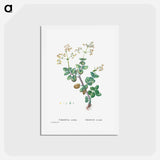 アートポストカード-Crassula Cordata (Heart–Leaved Crassula) - ピエール ジョゼフ ルドゥーテ Postcard.