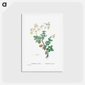 アートポストカード-Crassula Cordata (Heart–Leaved Crassula) - ピエール ジョゼフ ルドゥーテ Postcard.