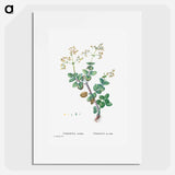 Crassula Cordata (Heart–Leaved Crassula) - Pierre-Joseph Redouté Poster.