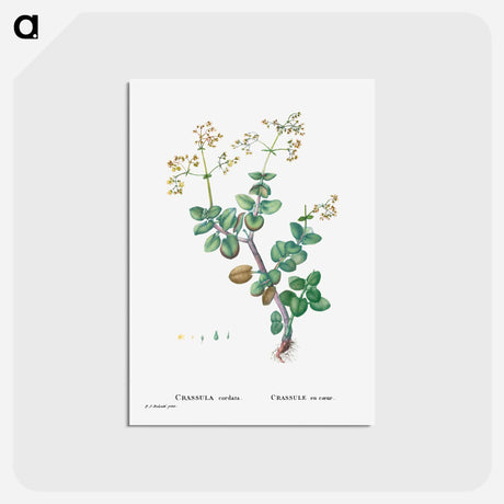 アートポストカード-Crassula Cordata (Heart–Leaved Crassula) - ピエール ジョゼフ ルドゥーテ Postcard.