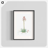 Aloe Humilis (Hedgehog Aloe) - Pierre-Joseph Redouté Poster.