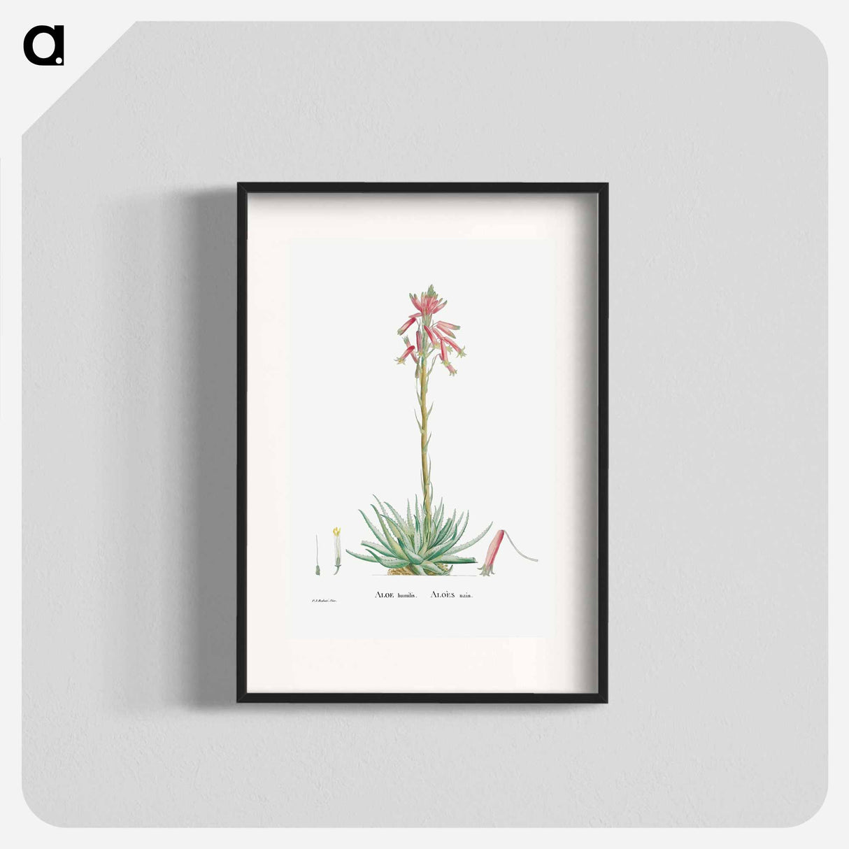 Aloe Humilis (Hedgehog Aloe) - ピエール ジョゼフ ルドゥーテ Poster.