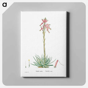 アートパネル-Aloe Humilis (Hedgehog Aloe) - ピエール ジョゼフ ルドゥーテ Canvas.