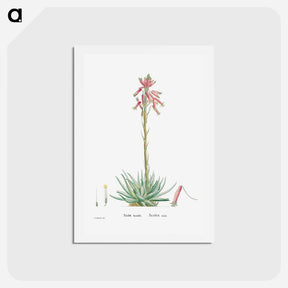 アートポストカード-Aloe Humilis (Hedgehog Aloe) - ピエール ジョゼフ ルドゥーテ Postcard.