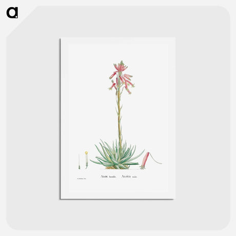 アートポストカード-Aloe Humilis (Hedgehog Aloe) - ピエール ジョゼフ ルドゥーテ Postcard.