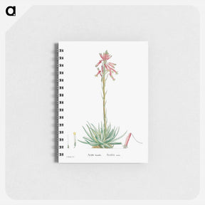 アートメモ帳-Aloe Humilis (Hedgehog Aloe) - ピエール ジョゼフ ルドゥーテ Memo.