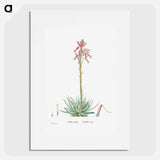 Aloe Humilis (Hedgehog Aloe) - Pierre-Joseph Redouté Poster.