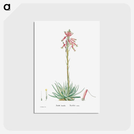 アートポストカード-Aloe Humilis (Hedgehog Aloe) - ピエール ジョゼフ ルドゥーテ Postcard.