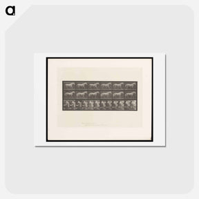 アートポストカード-Walking Horse
 - エドワード マイブリッジ Postcard.