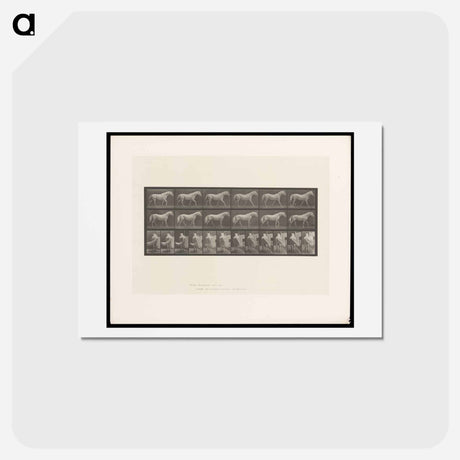 アートポストカード-Walking Horse
 - エドワード マイブリッジ Postcard.
