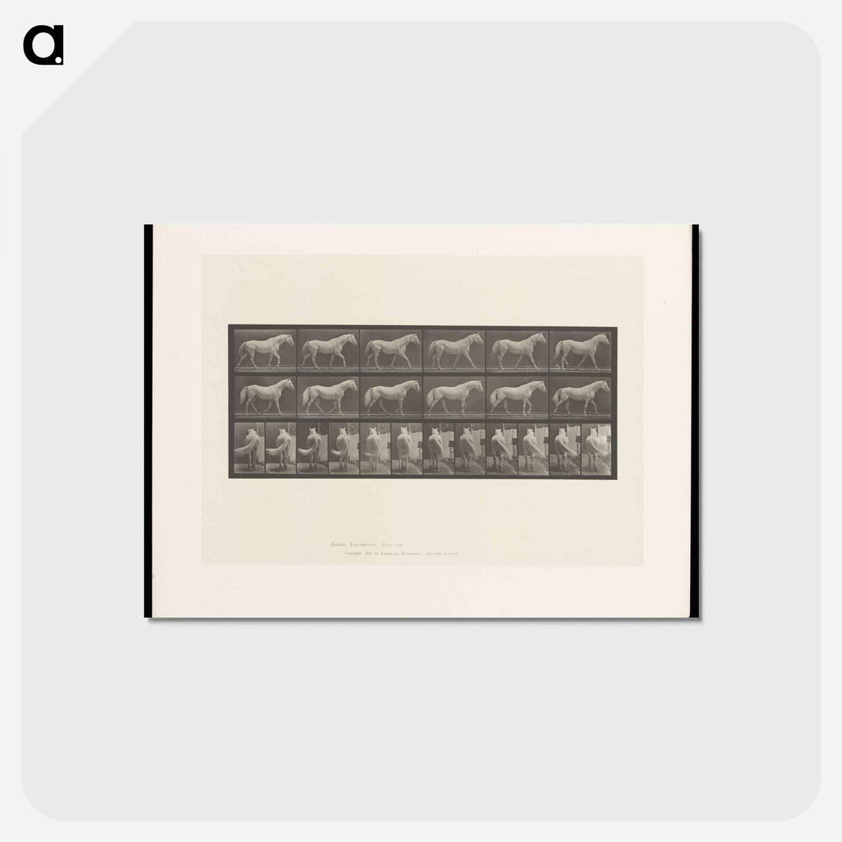 アートポストカード-Walking Horse
 - エドワード マイブリッジ Postcard.