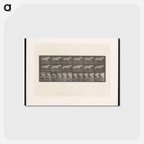 アートポストカード-Walking Horse
 - エドワード マイブリッジ Postcard.