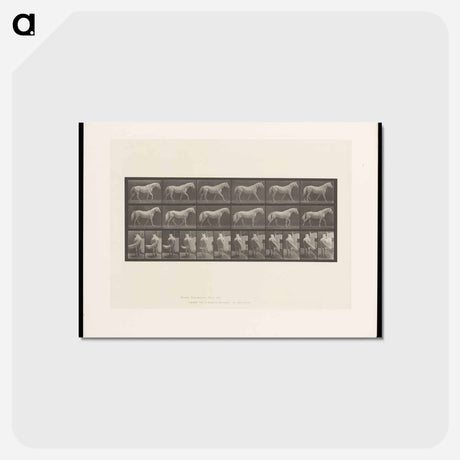 アートポストカード-Walking Horse
 - エドワード マイブリッジ Postcard.
