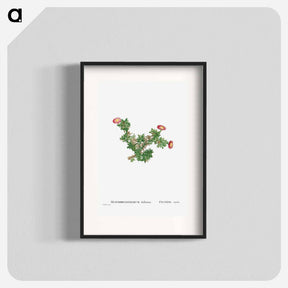 アートポスター-Mesembryanthemum Ftellatum (Ficoide) - ピエール ジョゼフ ルドゥーテ Poster.