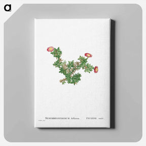 アートパネル-Mesembryanthemum Ftellatum (Ficoide) - ピエール ジョゼフ ルドゥーテ Canvas.