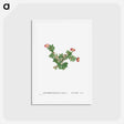 アートポストカード-Mesembryanthemum Ftellatum (Ficoide) - ピエール ジョゼフ ルドゥーテ Postcard.