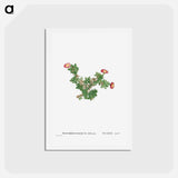 アートポストカード-Mesembryanthemum Ftellatum (Ficoide) - ピエール ジョゼフ ルドゥーテ Postcard.