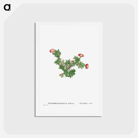 アートポストカード-Mesembryanthemum Ftellatum (Ficoide) - ピエール ジョゼフ ルドゥーテ Postcard.