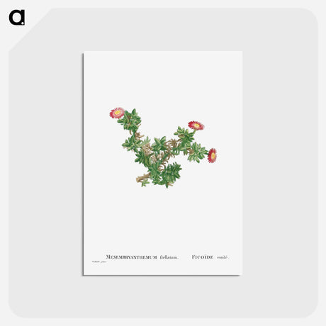 アートポストカード-Mesembryanthemum Ftellatum (Ficoide) - ピエール ジョゼフ ルドゥーテ Postcard.