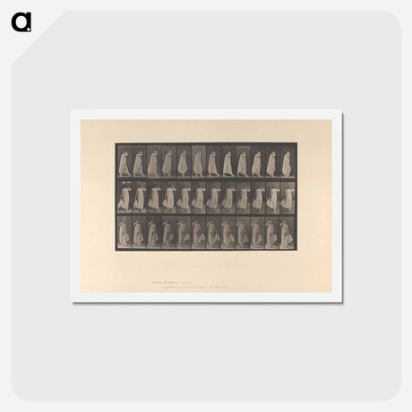 アートポストカード-Walking Woman
 - エドワード マイブリッジ Postcard.