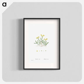 アートポスター-Sedum Acre (Goldmoss Stonecrop) - ピエール ジョゼフ ルドゥーテ Poster.