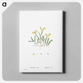 アートパネル-Sedum Acre (Goldmoss Stonecrop) - ピエール ジョゼフ ルドゥーテ Canvas.