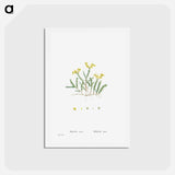 アートポストカード-Sedum Acre (Goldmoss Stonecrop) - ピエール ジョゼフ ルドゥーテ Postcard.