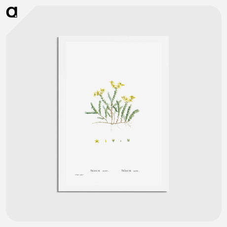 アートポストカード-Sedum Acre (Goldmoss Stonecrop) - ピエール ジョゼフ ルドゥーテ Postcard.