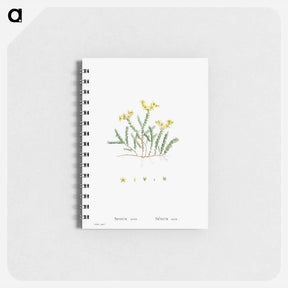 アートメモ帳-Sedum Acre (Goldmoss Stonecrop) - ピエール ジョゼフ ルドゥーテ Memo.