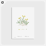 アートポストカード-Sedum Acre (Goldmoss Stonecrop) - ピエール ジョゼフ ルドゥーテ Postcard.
