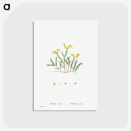アートポストカード-Sedum Acre (Goldmoss Stonecrop) - ピエール ジョゼフ ルドゥーテ Postcard.