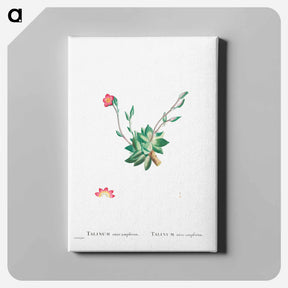 アートパネル-Talinum Anacampseros - ピエール ジョゼフ ルドゥーテ Canvas.