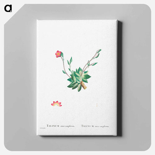 Talinum Anacampseros - ピエール ジョゼフ ルドゥーテ Canvas.